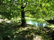source de Bueges